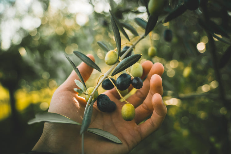 Olive Oil